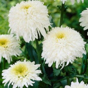 Leucanthemum Meet Choose And Grow Best Landscape Ideas