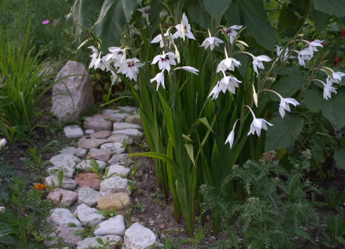 How to Plant and Care for Acidanthera