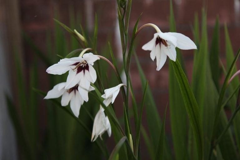 Acidanthera bicolor цветы фото и описание