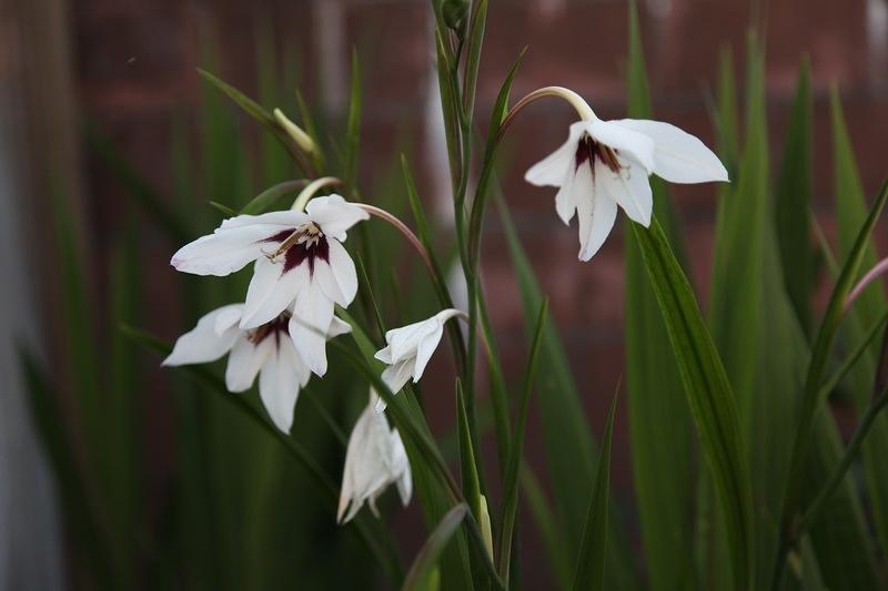 How to Plant and Care for Acidanthera