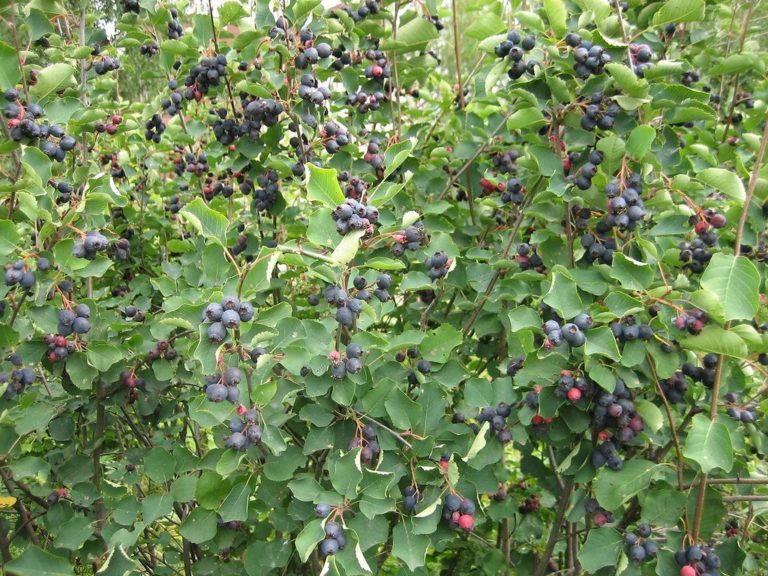 How to plant a Saskatoon around the house Best Landscape Ideas