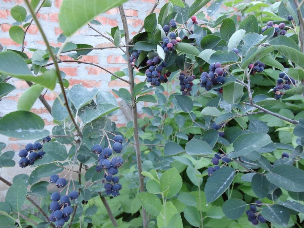 How to plant a Saskatoon around the house