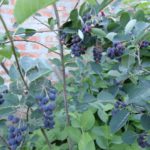 How to plant a Saskatoon around the house