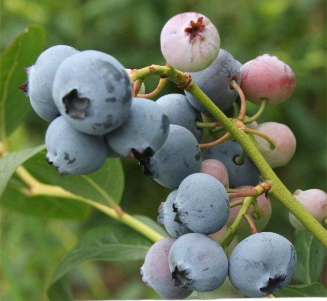 How to Plant and Care for Blueberry. Species and Types