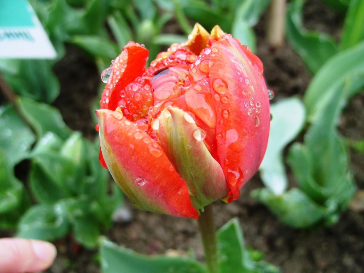 Tulips and Art Nouveau