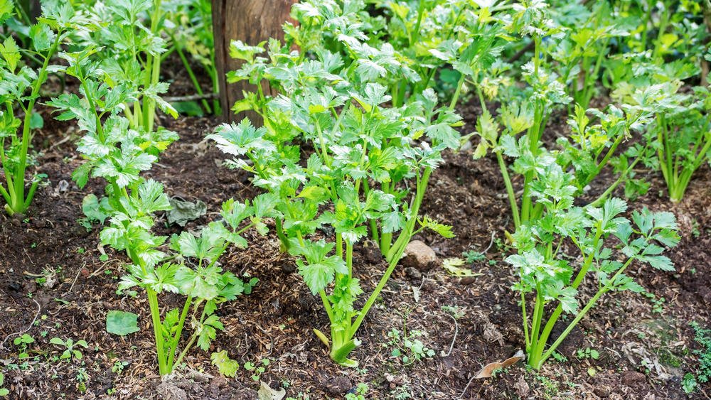 How To Plant And Care For Celery