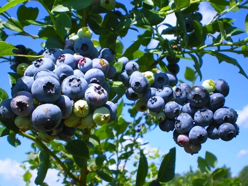 How to Plant and Care for Blueberry. Species and Types