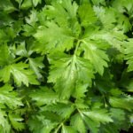 How To Plant And Care For Celery