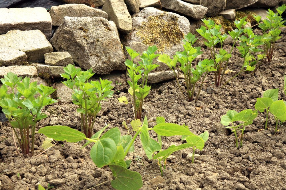 How To Plant And Care For Celery