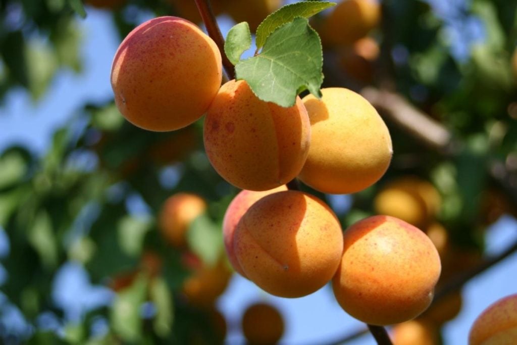 How To Plant And Care For Apricot 