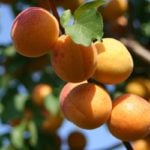 How To Plant And Care For Apricot “Prunus Armeniaca’