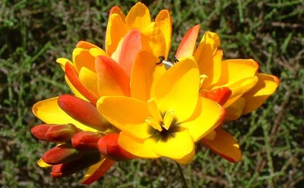 How to Plant and Care for Ixia