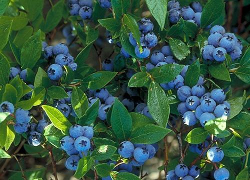 How to Plant and Care for Blueberry. Species and Types