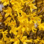 How To Plant And Care For Golden Forsythia – 5 Best Options