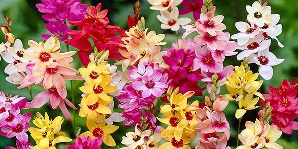 How to Plant and Care for Ixia