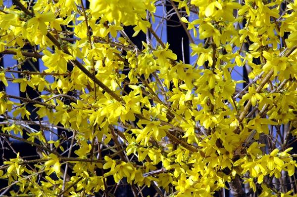 How To Plant And Care For Golden Forsythia - 5 Best Options