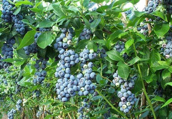 How to Plant and Care for Blueberry. Species and Types