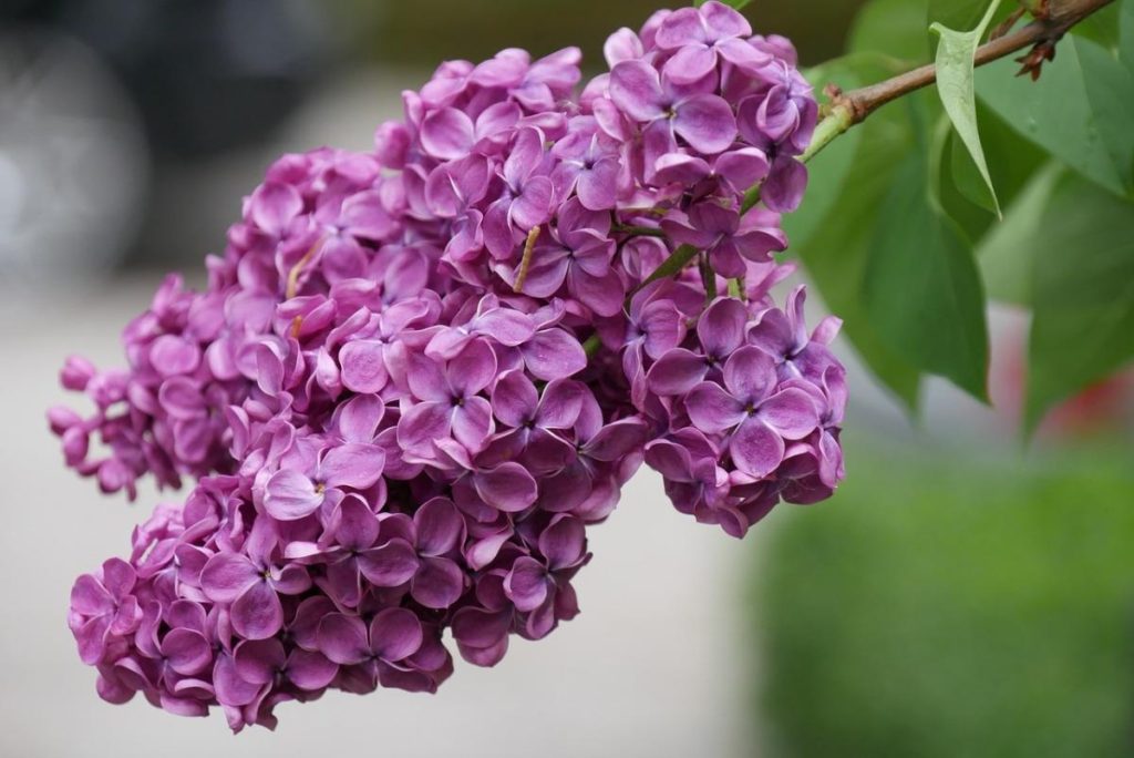 How To Plant And Care For Lilac
