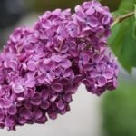 How To Plant And Care For Lilac