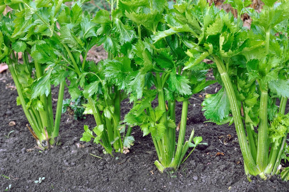 How To Plant And Care For Celery