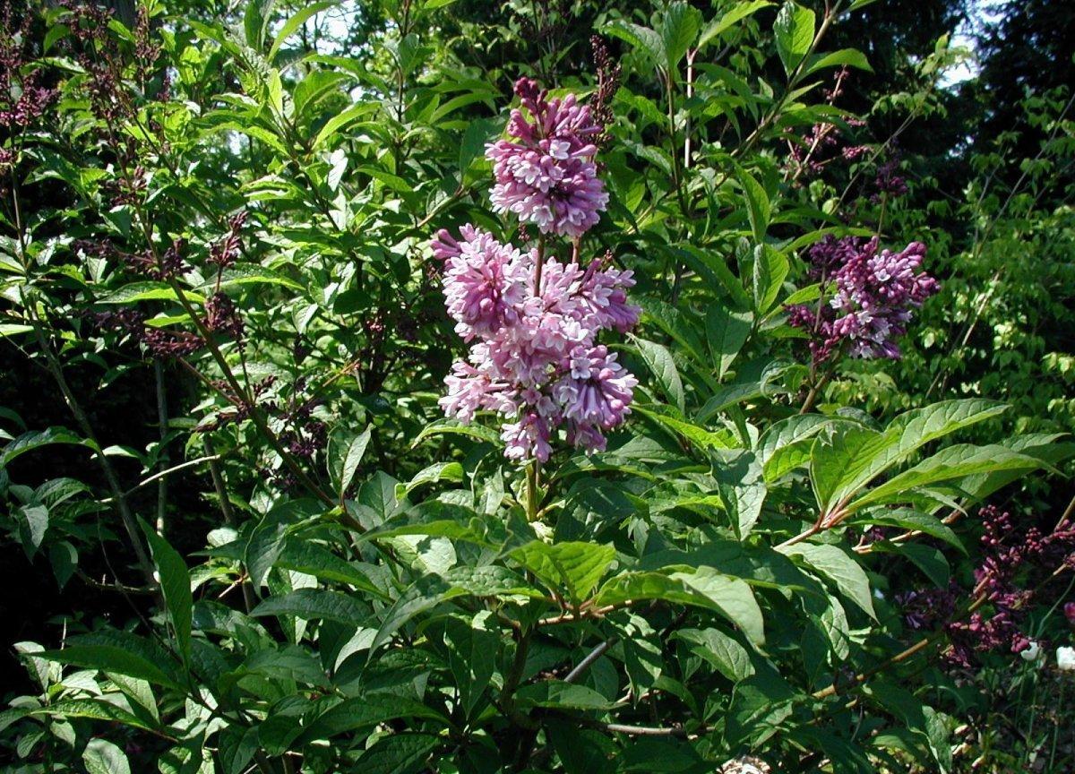 How To Plant And Care For Lilac