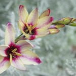 How to Plant and Care for Ixia
