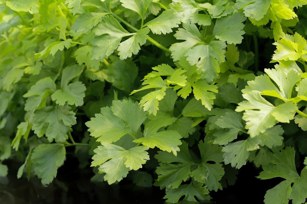 How To Plant And Care For Celery