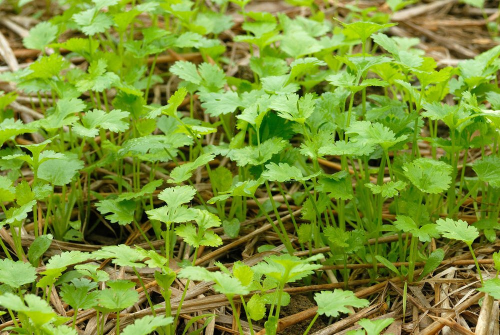 How To Plant And Care For Celery