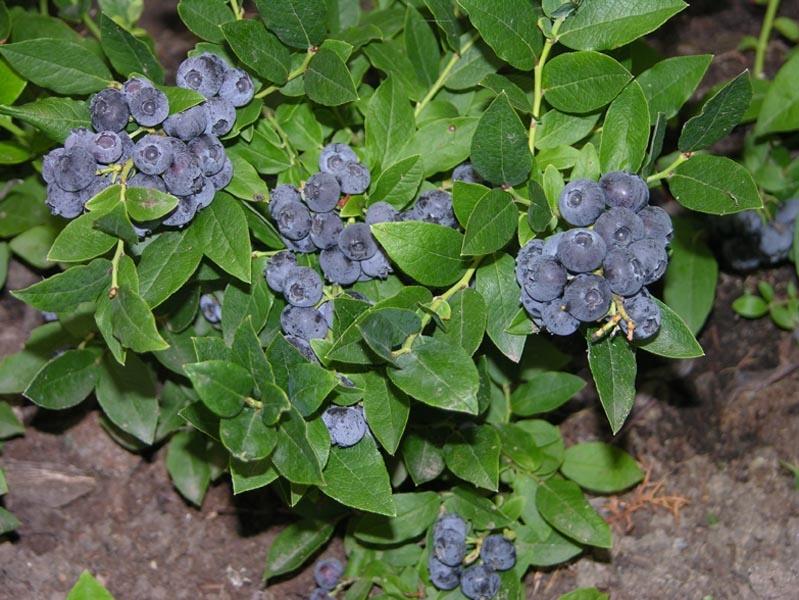 How to Plant and Care for Blueberry. Species and Types