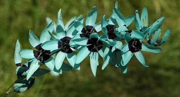 How to Plant and Care for Ixia