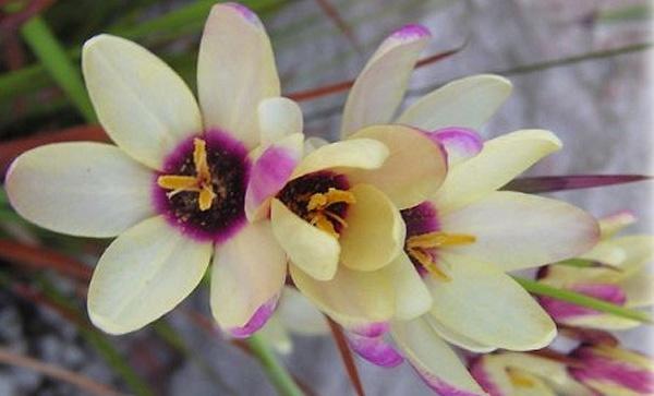 How to Plant and Care for Ixia