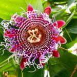 How To Plant And Care For Passiflora