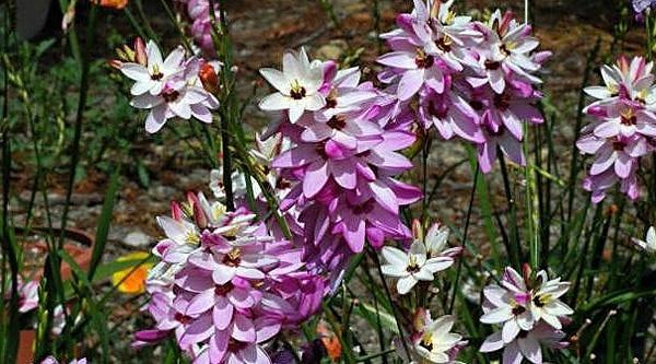 How to Plant and Care for Ixia