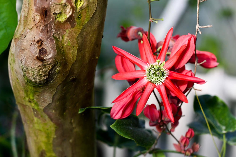 How To Plant And Care For Passiflora