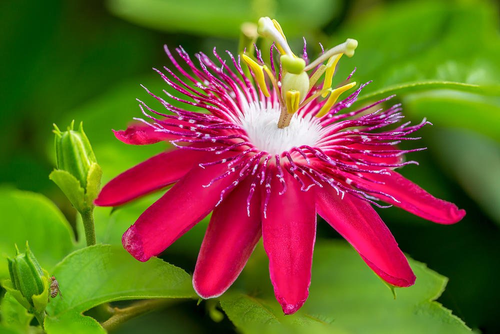 How To Plant And Care For Passiflora