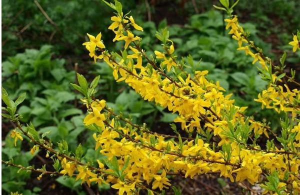 How To Plant And Care For Golden Forsythia - 5 Best Options