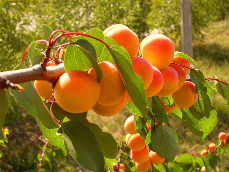 How To Plant And Care For Apricot "Prunus Armeniaca'