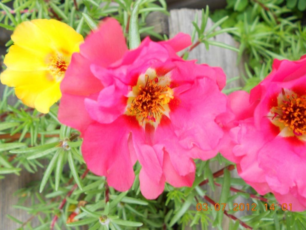 How To Plant And Care For Common Purslane