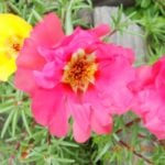 How To Plant And Care For Common Purslane