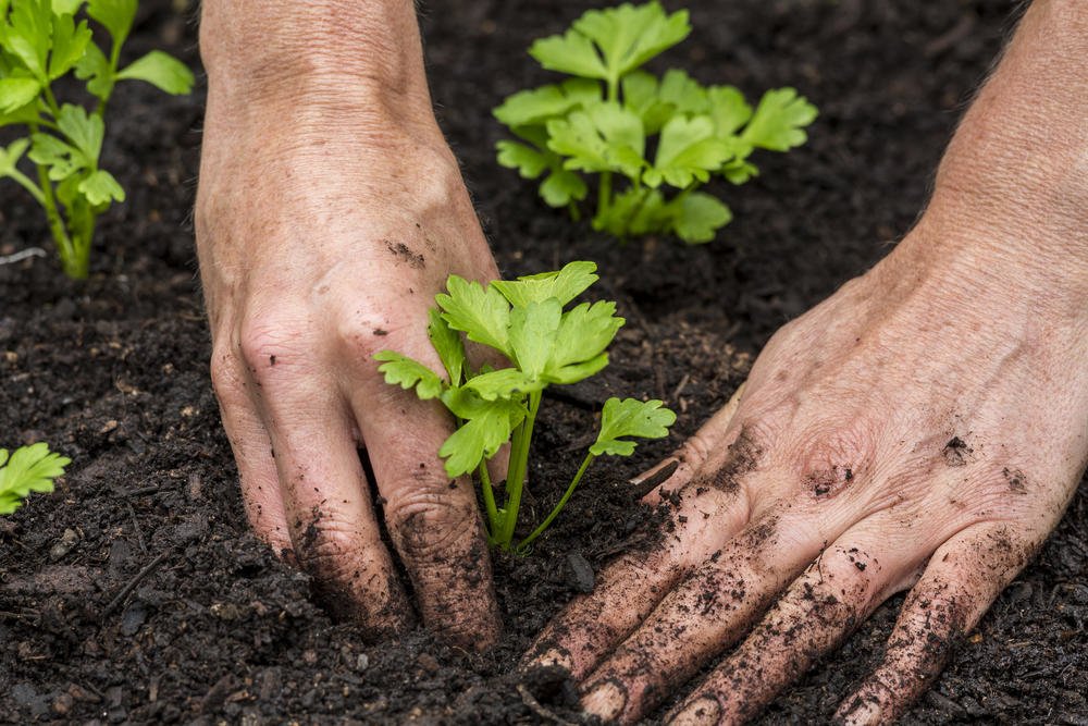 How To Plant And Care For Celery