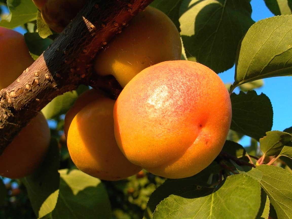 How To Plant And Care For Apricot "Prunus Armeniaca'
