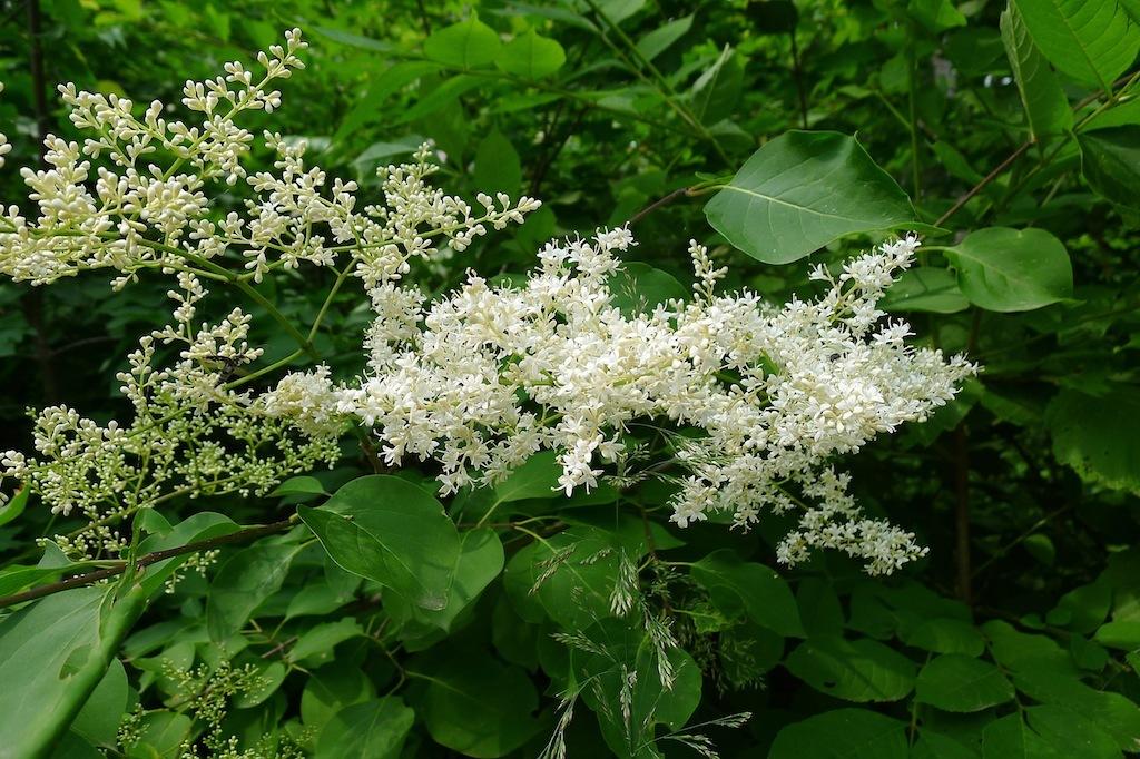 How To Plant And Care For Lilac