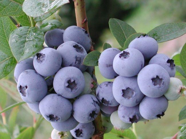 How to Plant and Care for Blueberry. Species and Types