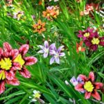 How To Plant And Care For Sparaxis