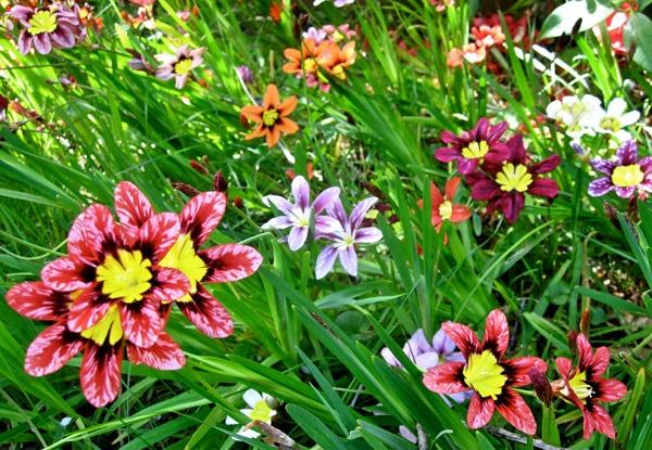How To Plant And Care For Sparaxis Best Landscape Ideas