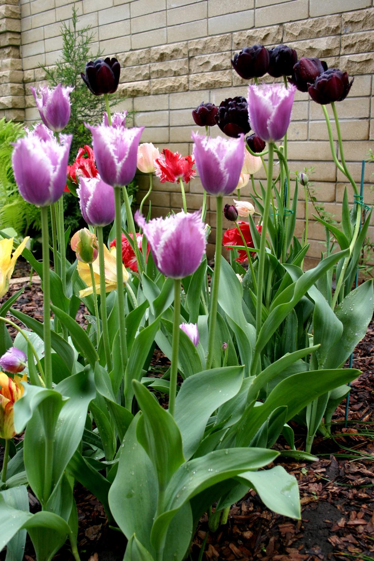 Tulips and Art Nouveau