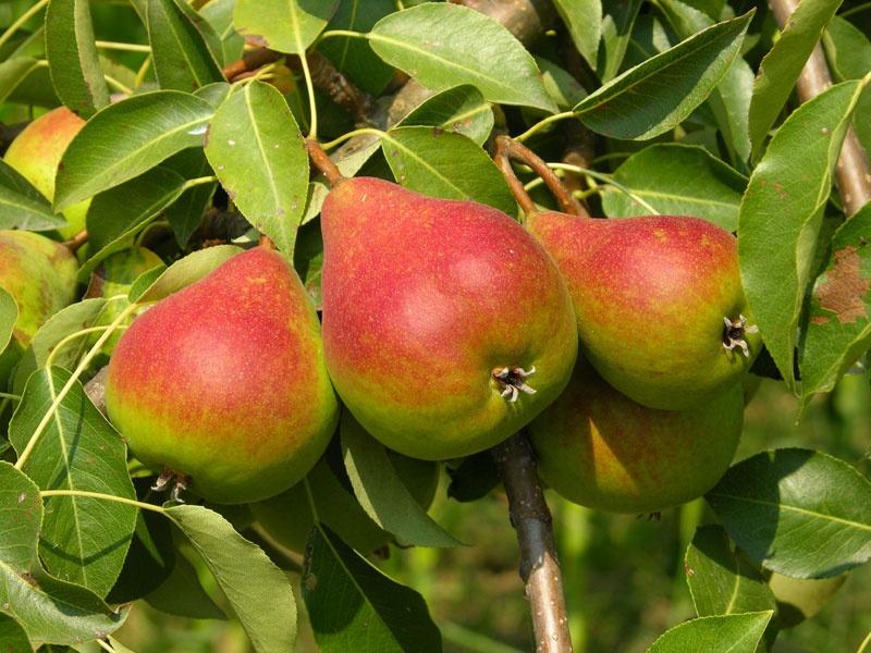 How To Plant And Care For Pear