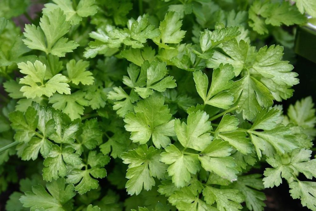 How To Plant And Care For Parsley