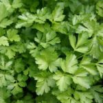 How To Plant And Care For Parsley