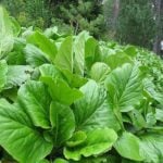 How to Plant and Care for Bergenia. Types and Features